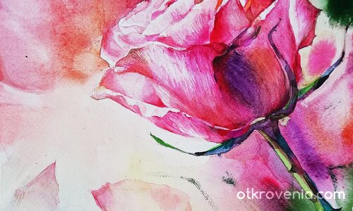 Роза - акварел-1