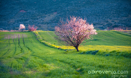Пролетен полъх