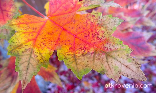 Есента рисува