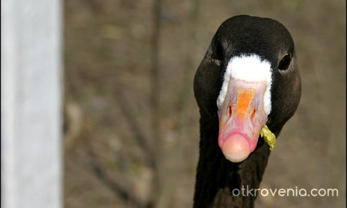 портрет на един паток  ;)