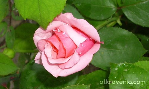 розовата кралица в градината на баба Тинка