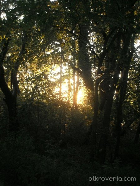 forest sunset