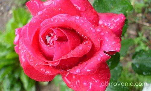 Дъждовна роза