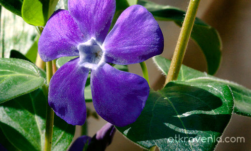Самотно синьо цвете - ІІ