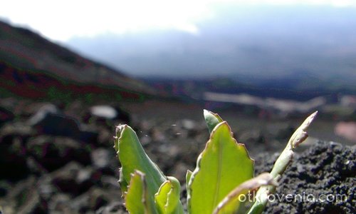 Живот в подножието на действащия вулкан Етна (1) !