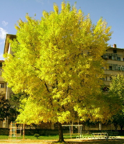 Златното дърво