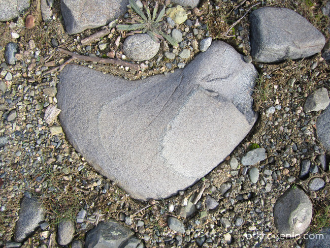 Сърце или камък?