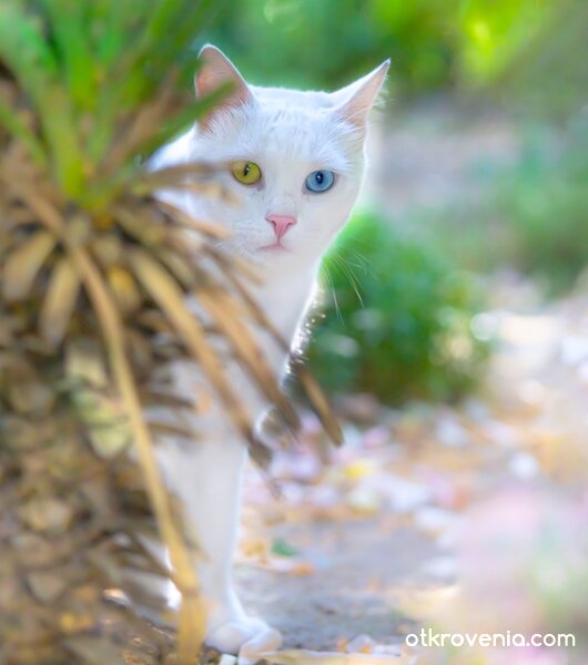 Хипнотично