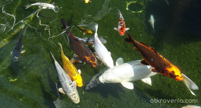 Ние сме най-красиви