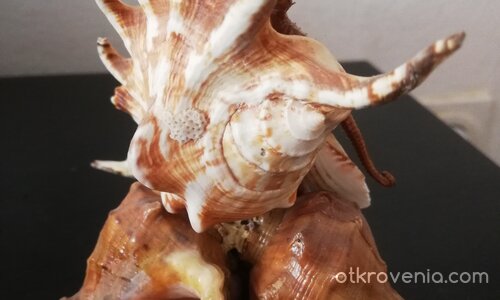 С дъх на море