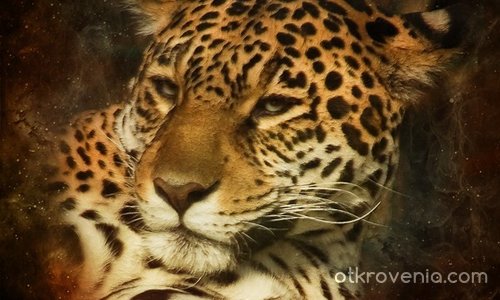 Ягуар (най-прекрасното животно)