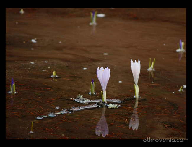 Син минзухар / Crocus vernus (Бяла фаза)