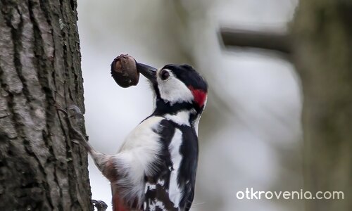 Кълвач / Woodpecker