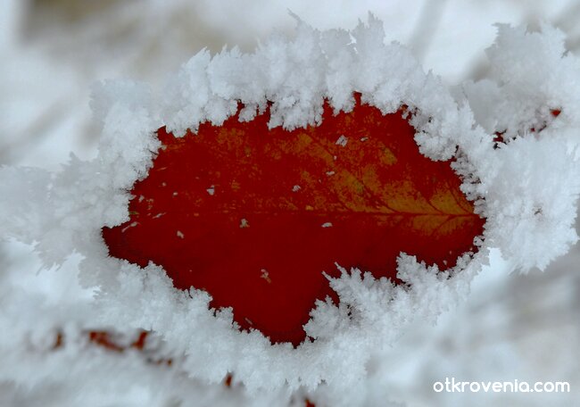 В капана на зимата