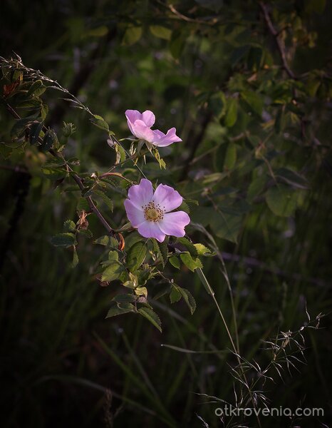 Да уловиш светлината