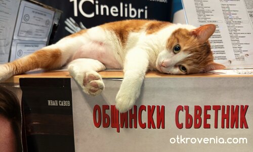 Общински съветник