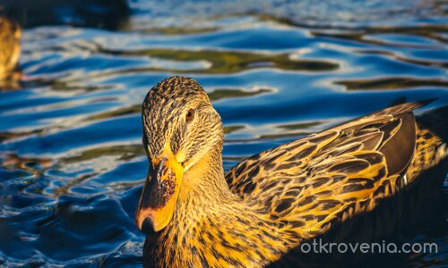 Златният час на езерото