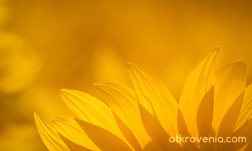 Алхимия на лятото