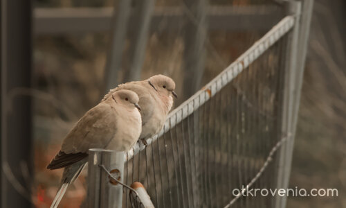 Зад мрежата - свобода или несигурност