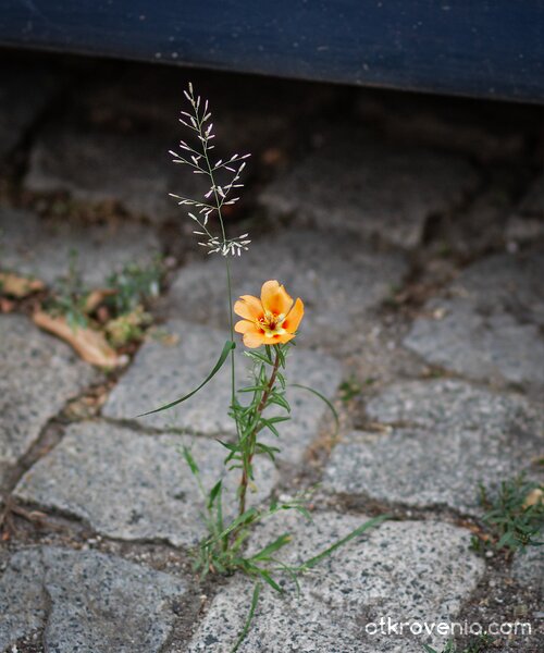 Сила за живот - 1