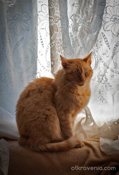 Котаракът на Алиса