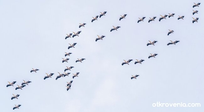 Полет на пеликани