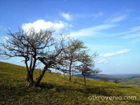 Самота