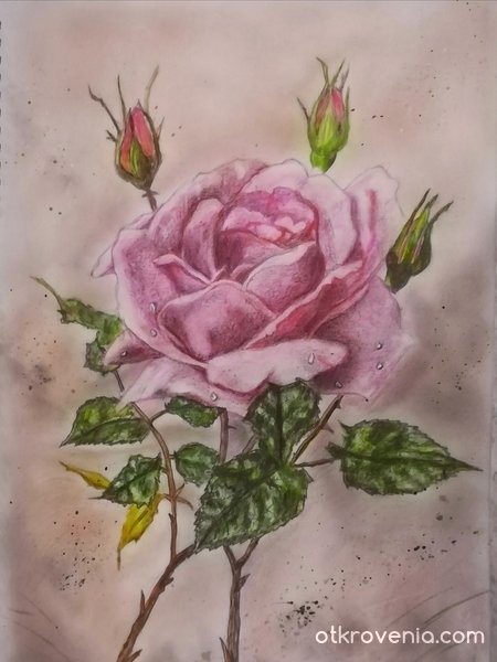 Картина Розова роза