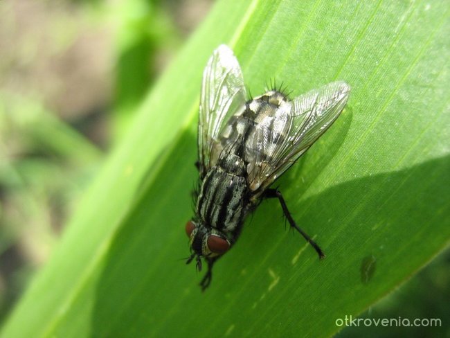 Домашна муха, в полова зрялост, кацнала на лист царевица в горещ юнски ден...:))))))))))