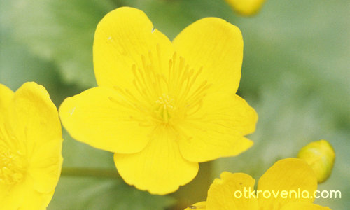 Жълто цвете
