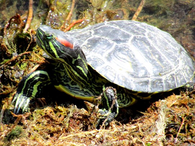 Червенобуза (блатна) костенурка