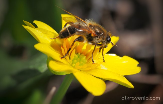 Пчеличко