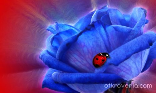 Blue Rose with Ladybug