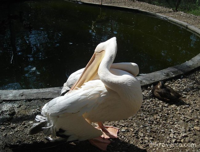 стройна чупка на белия пеликан