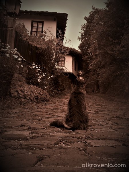 Старата котка на стария път