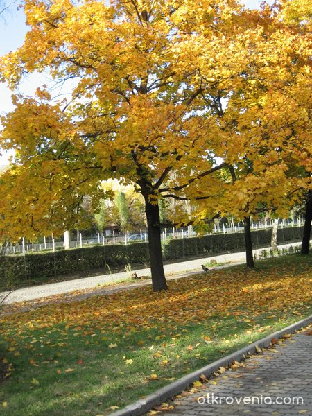 Eдно дърво през есента