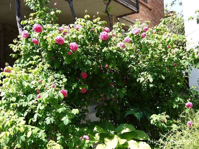 Розов храст