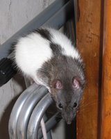Mouse-Rat (Ана Ненчена)