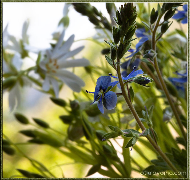 Самотно синьо цвете - дъхът на планината