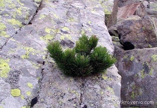 Растение върху масивна скала!