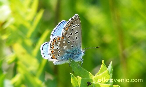 Многоточкова синевка (Polyommatus icarus).