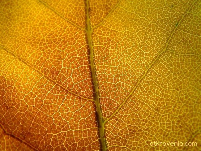 macro-leaf