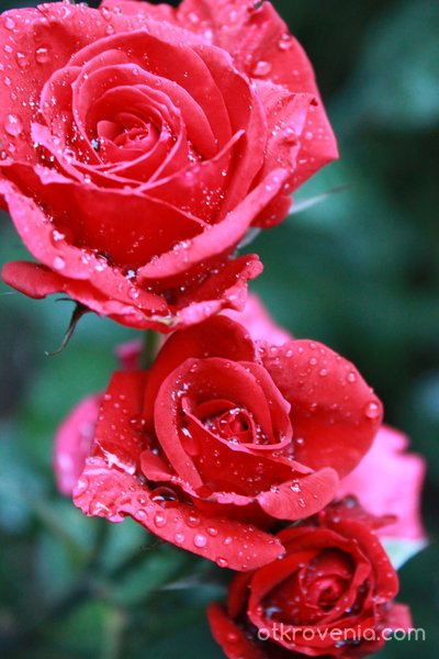 Рози във дъжда.
