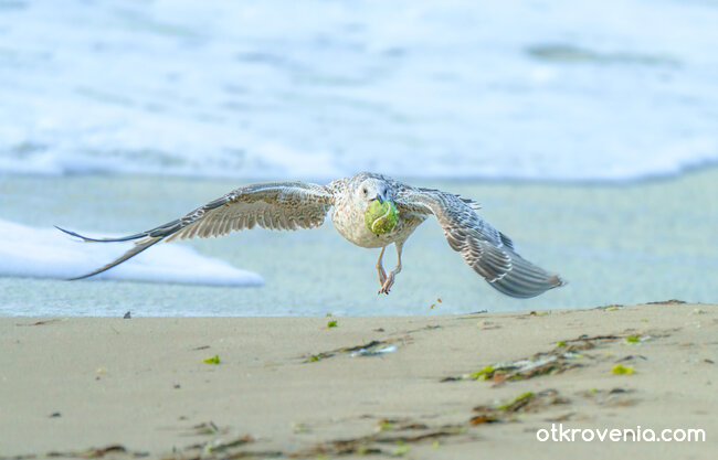 Воле като по учебник