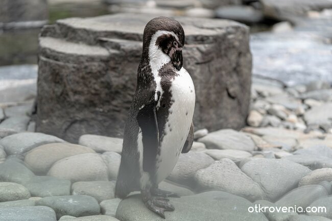 Срамежливо пингвинче