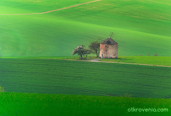 Зелена тишина