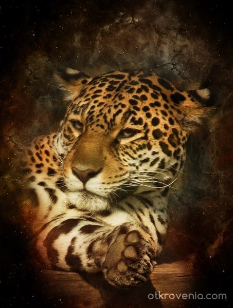 Ягуар (най-прекрасното животно)