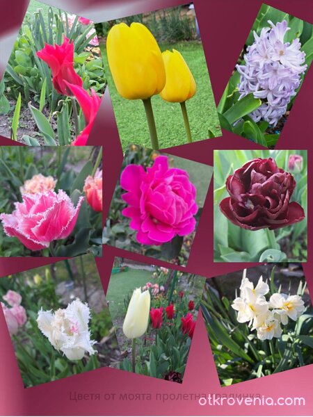 Цветя от моята пролетна градинка