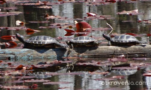 На разходка