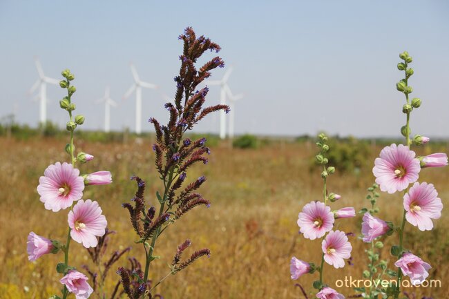 Красотите на Златна Добруджа!